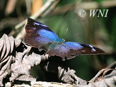 Moruus Leafwing (Memphis moruus)